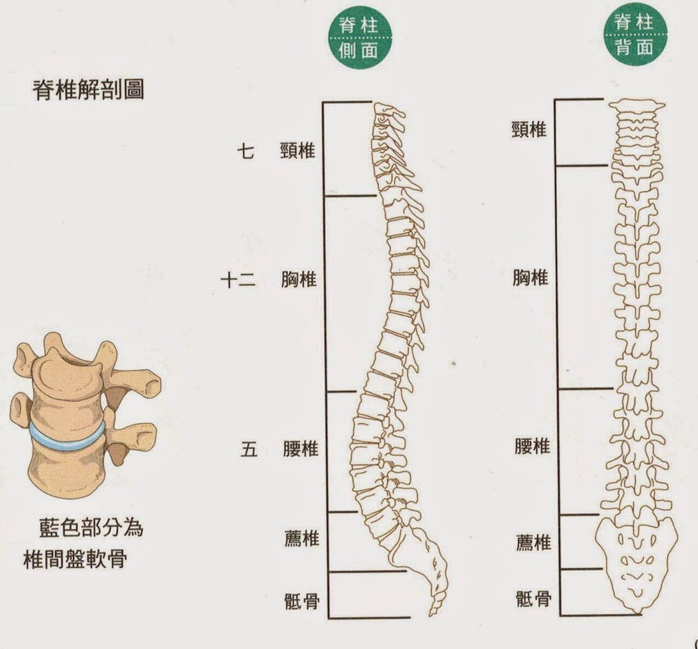 脊椎是男人的龙脉,女人的凤骨,您保养了吗?